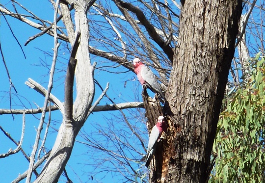 Galahs watching galahs